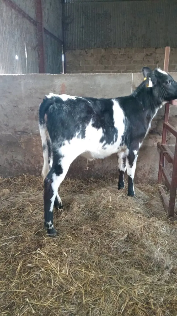 Super blue grey shorthorn heifer - Image 1