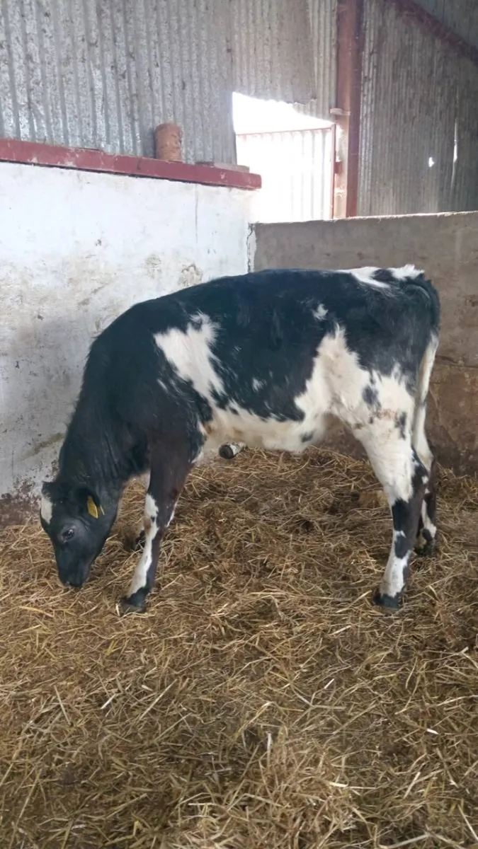 Super blue grey shorthorn heifer - Image 2