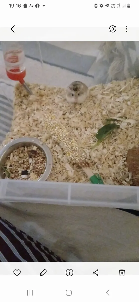 Dwarf hamster - Image 2