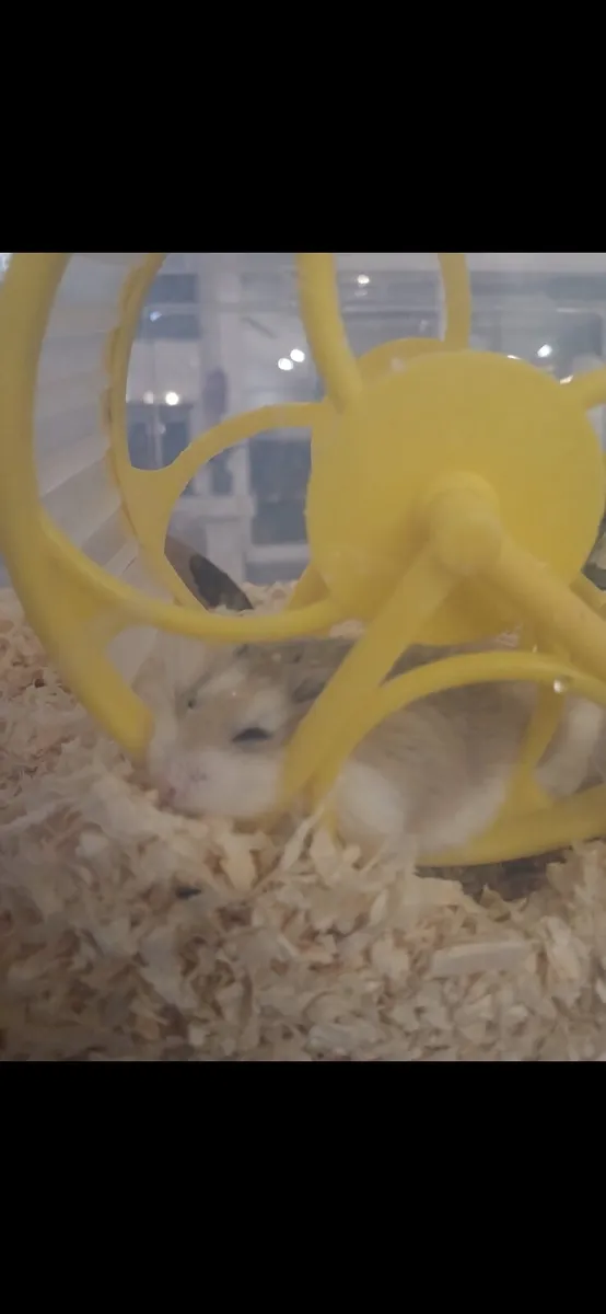 Dwarf hamster - Image 1