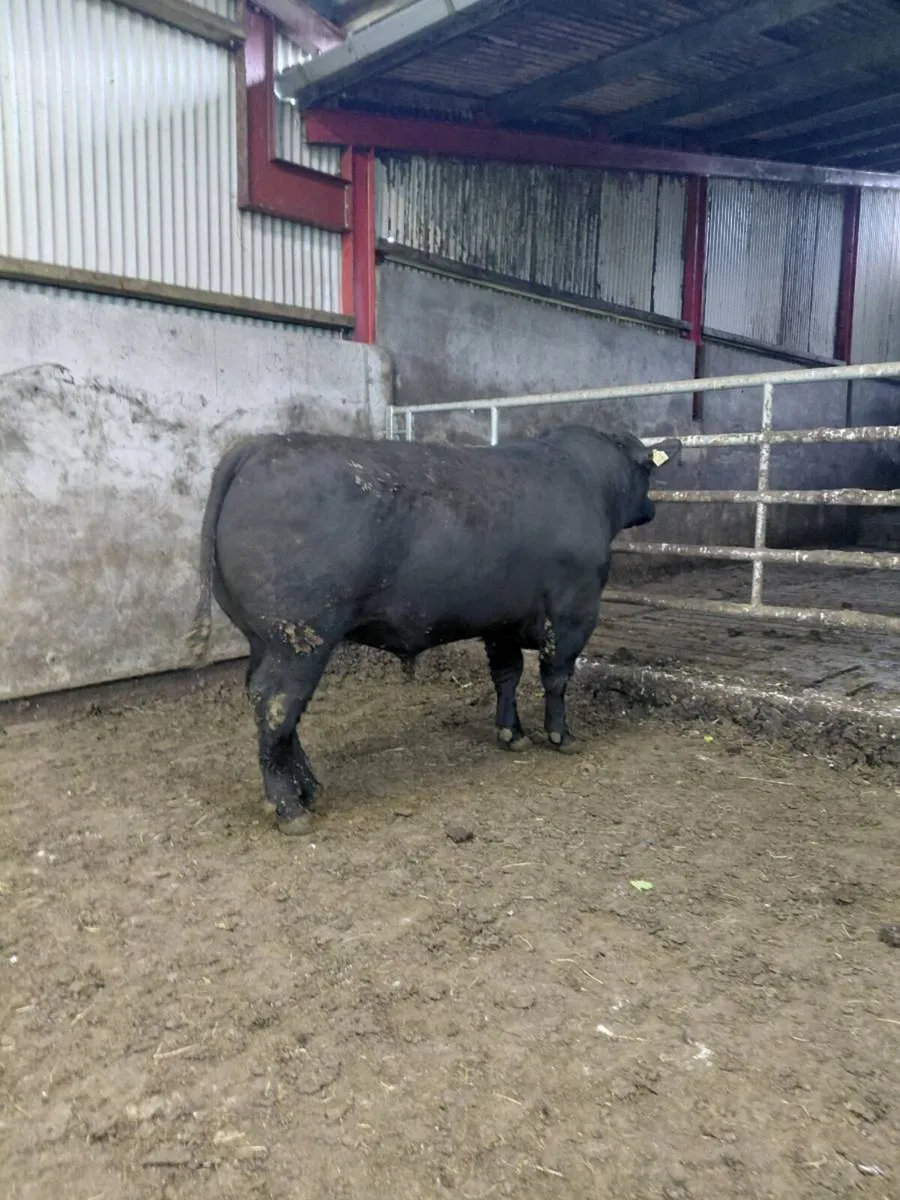 Strong Pedigree Angus Bulls - Image 1