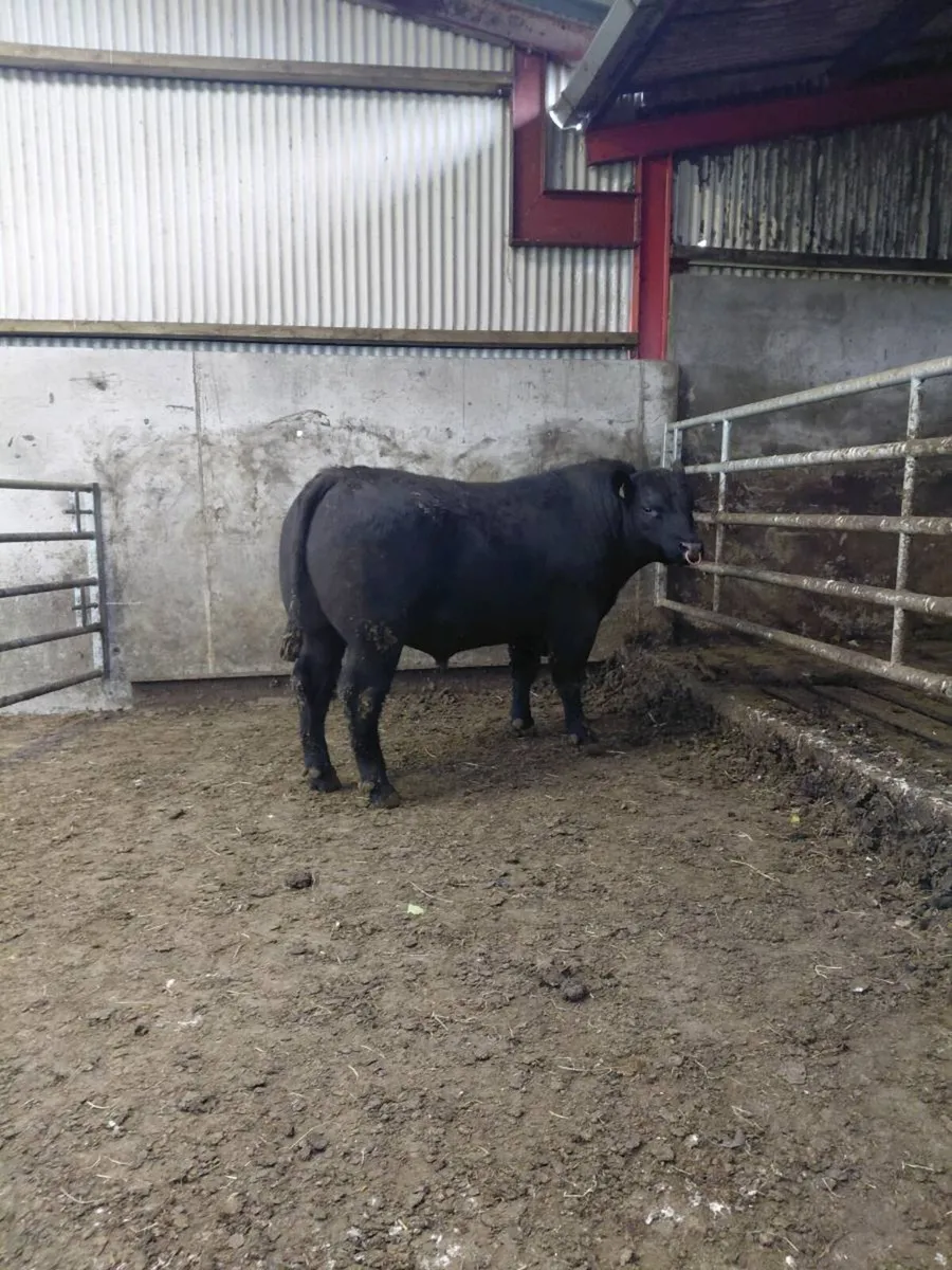 Strong Pedigree Angus Bulls - Image 2
