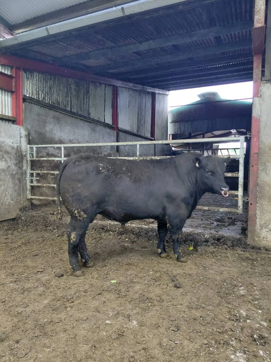 Strong Pedigree Angus Bulls - Image 3
