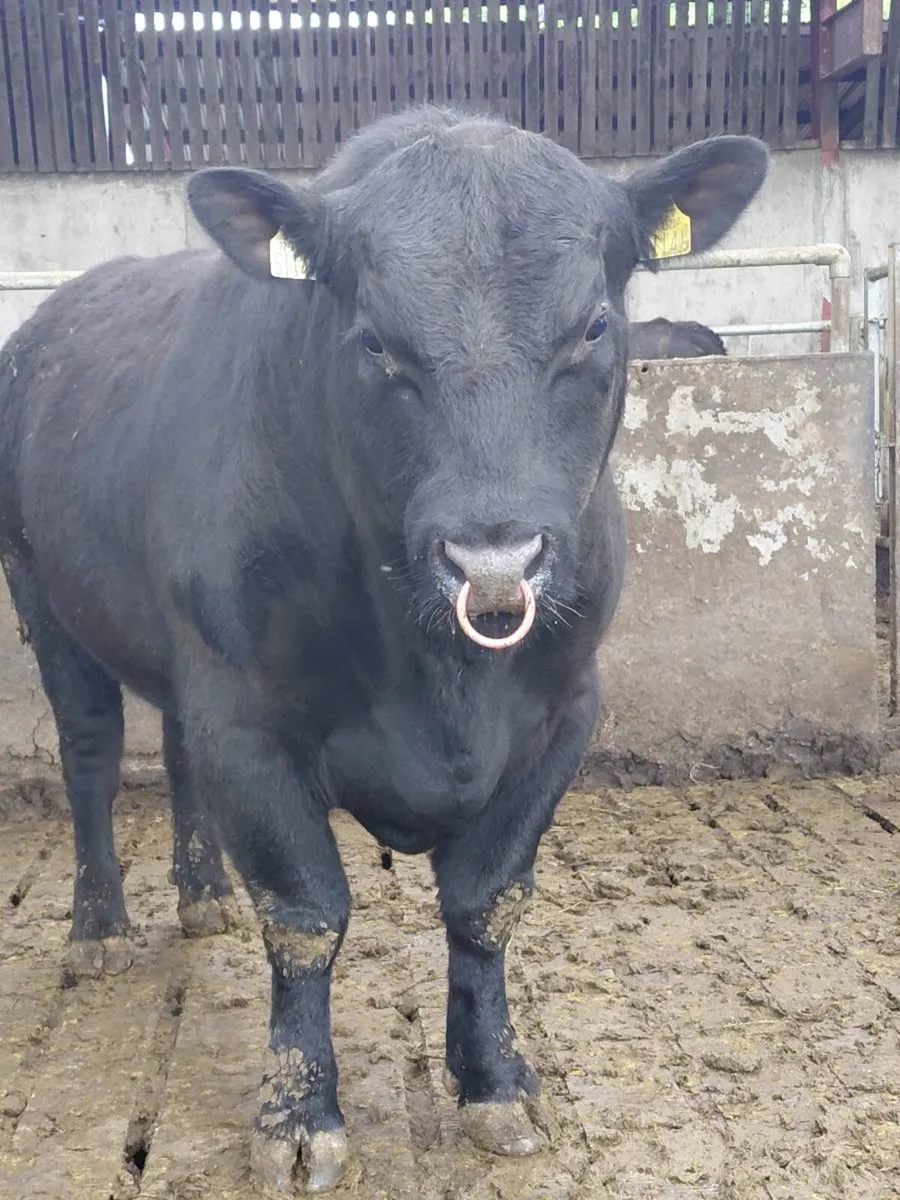 Strong Pedigree Angus Bulls - Image 4
