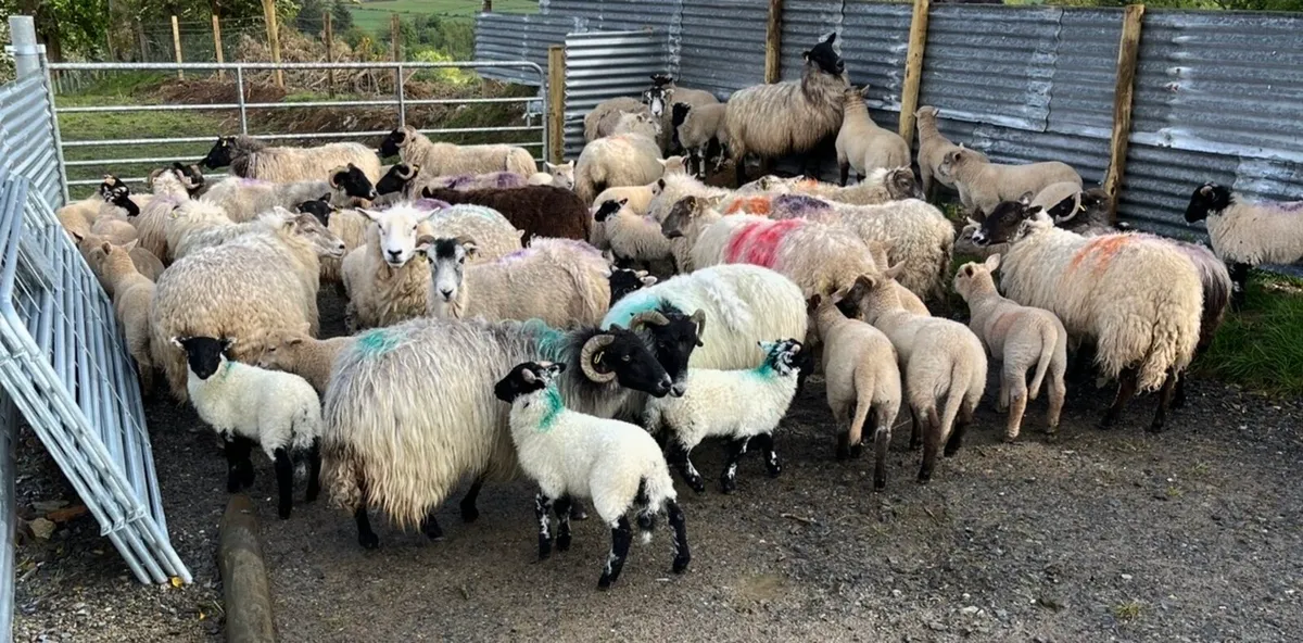 Ewes and lambs - Image 1