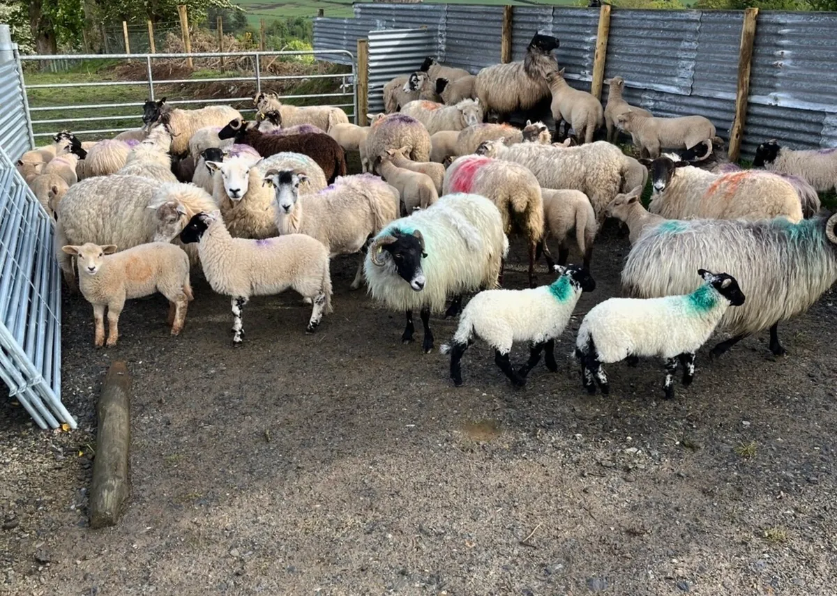 Ewes and lambs - Image 2