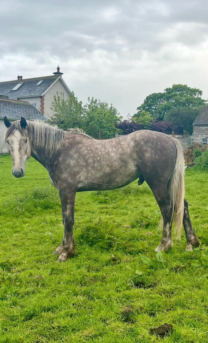 Draught Stallion at Stud - Image 1