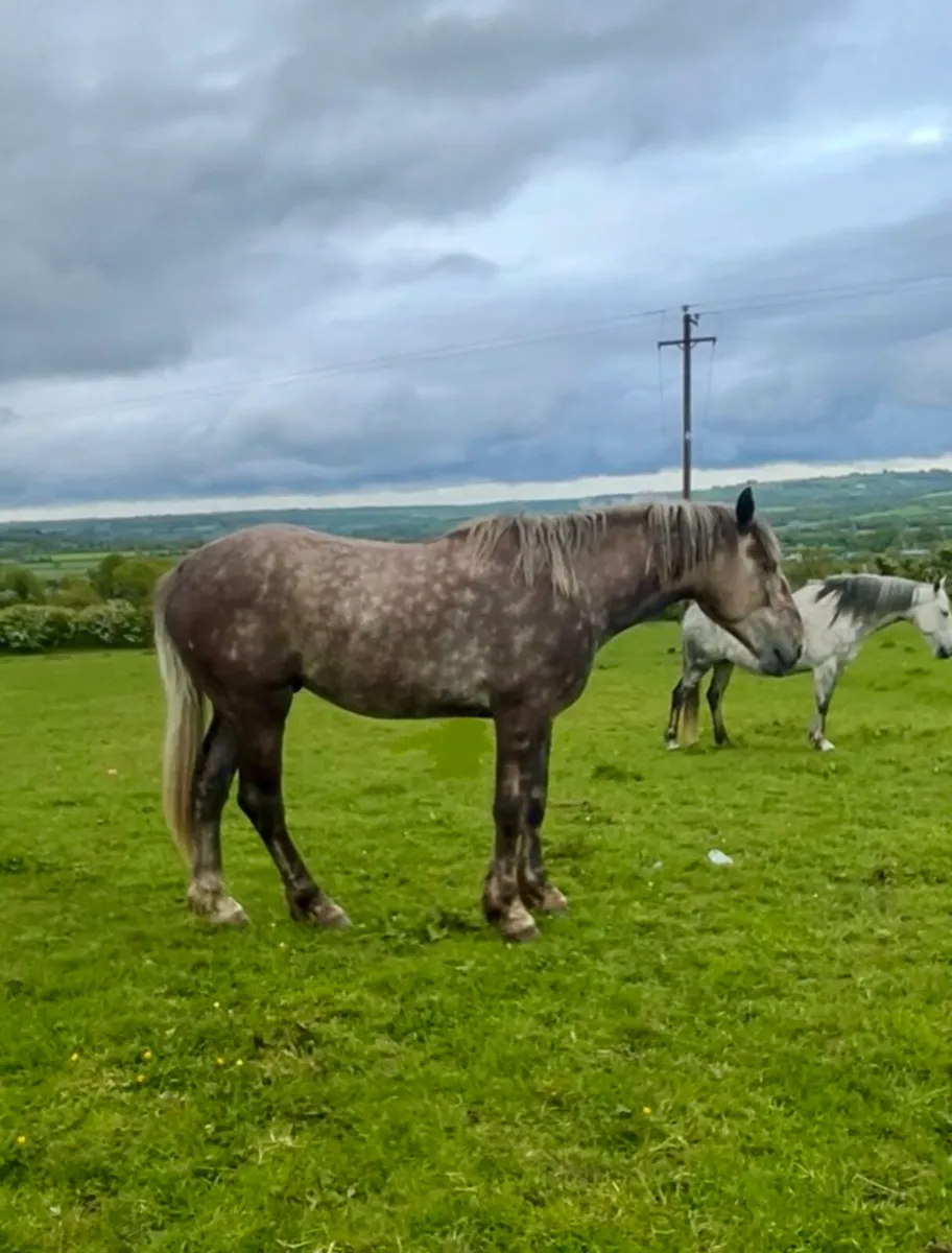 Draught Stallion at Stud - Image 2