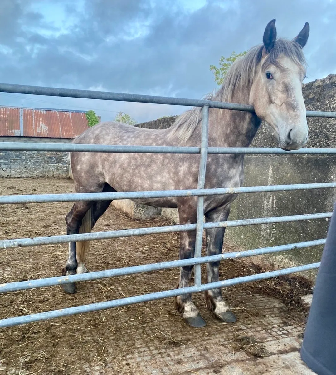 Draught Stallion at Stud - Image 3