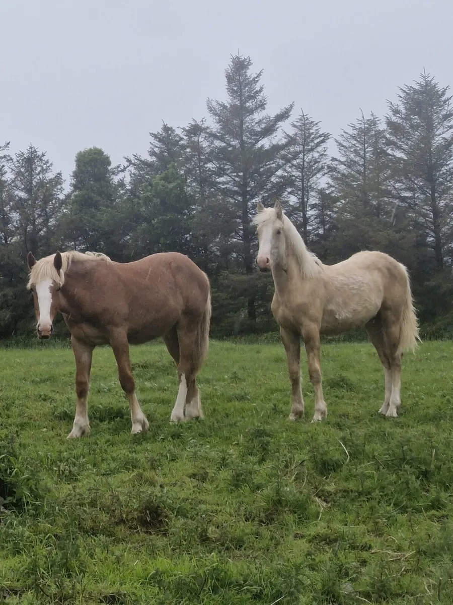 Cobs - Image 1