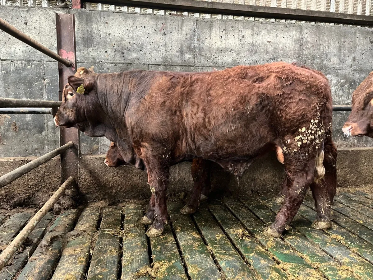 Saler Bull - Image 2
