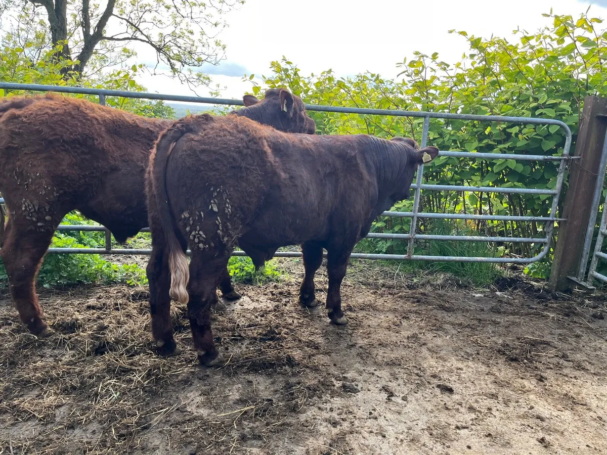 Saler Bull - Image 4