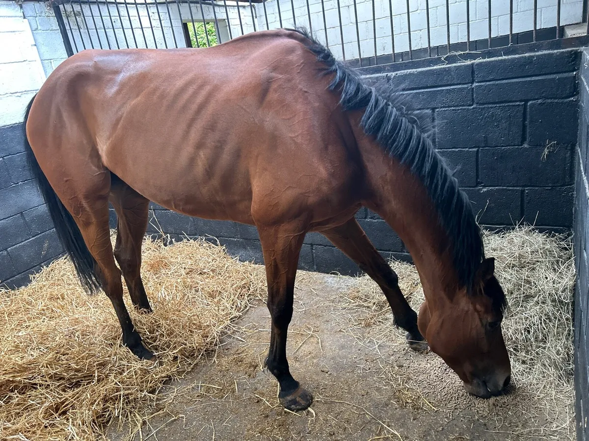 Racehorse - Image 3