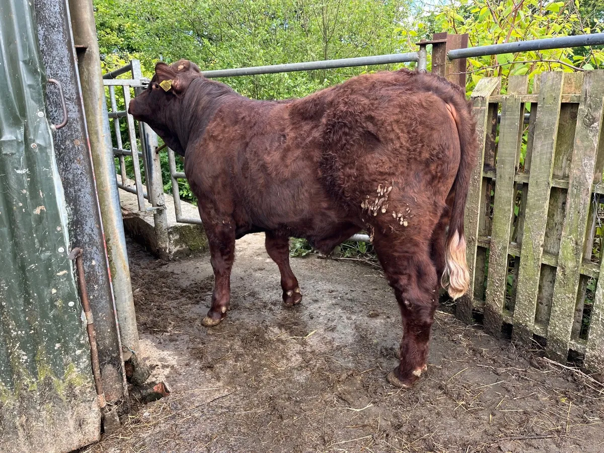 Saler Bull - Image 1