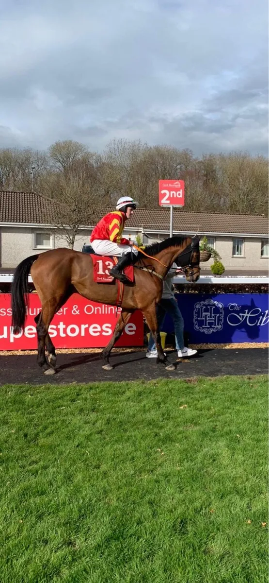 Racehorse - Image 2