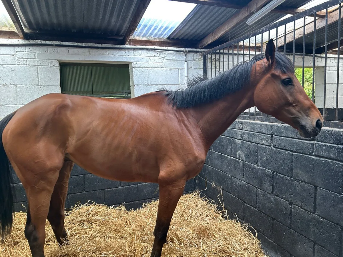 Racehorse - Image 4