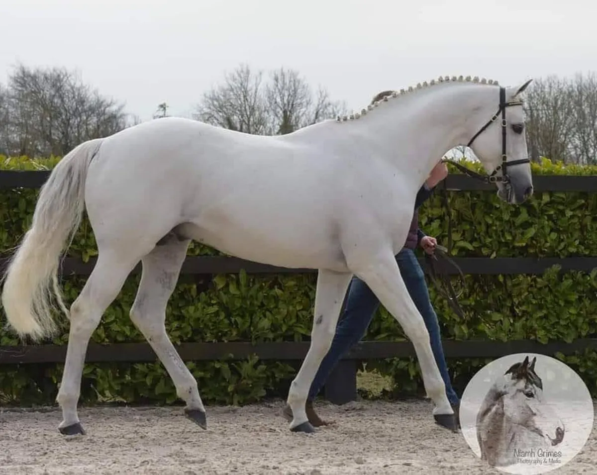 Centennial at stud - Image 1