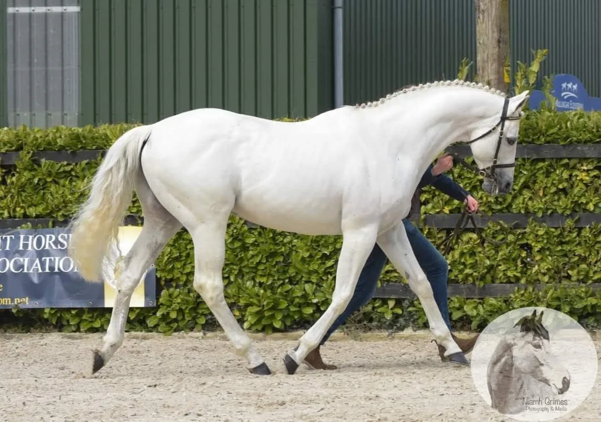 Centennial at stud - Image 2