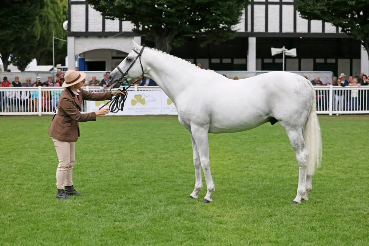 Centennial at stud - Image 3