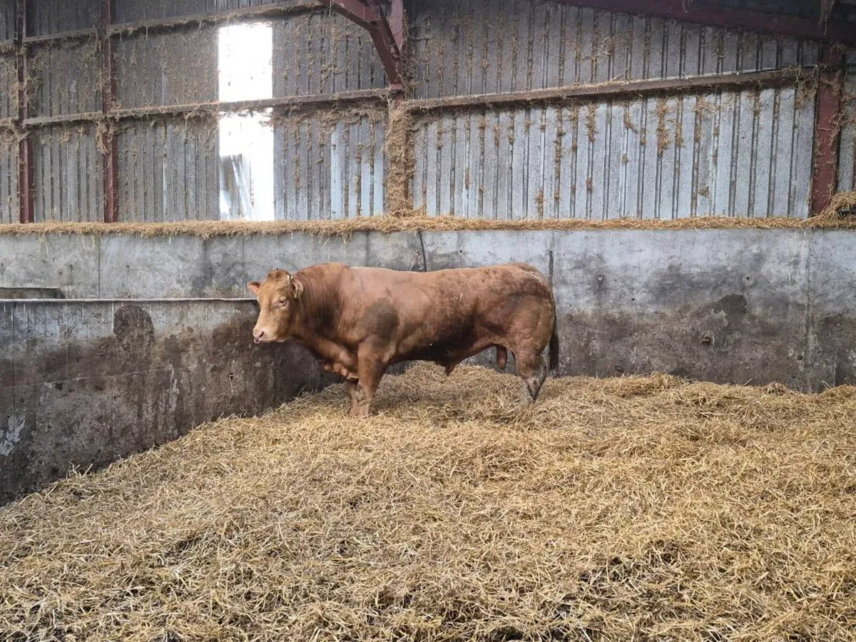Limousin bull - Image 1