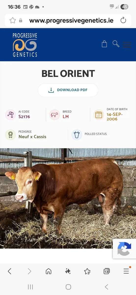 Limousin bull - Image 2