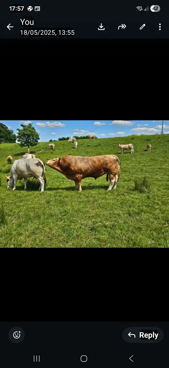 Limousin bull - Image 3