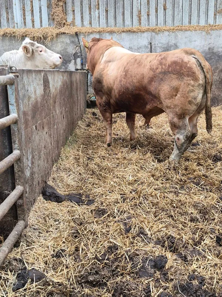 Limousin bull - Image 4