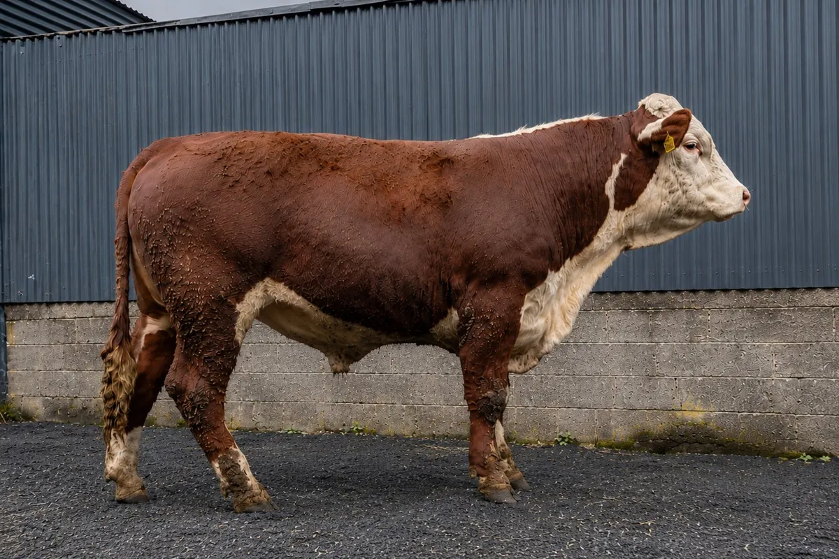 Purebred Hereford bulls - Image 2