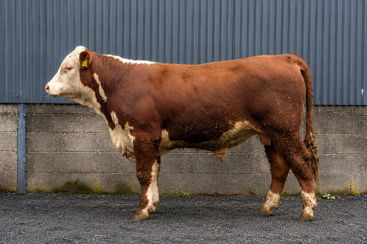 Purebred Hereford bulls - Image 3