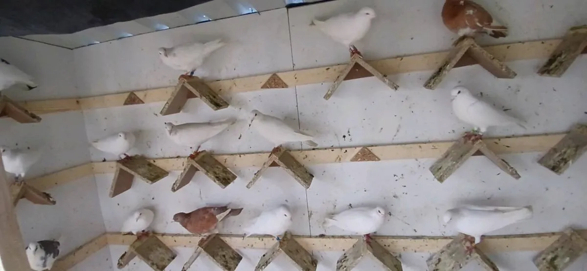 White racing pigeons