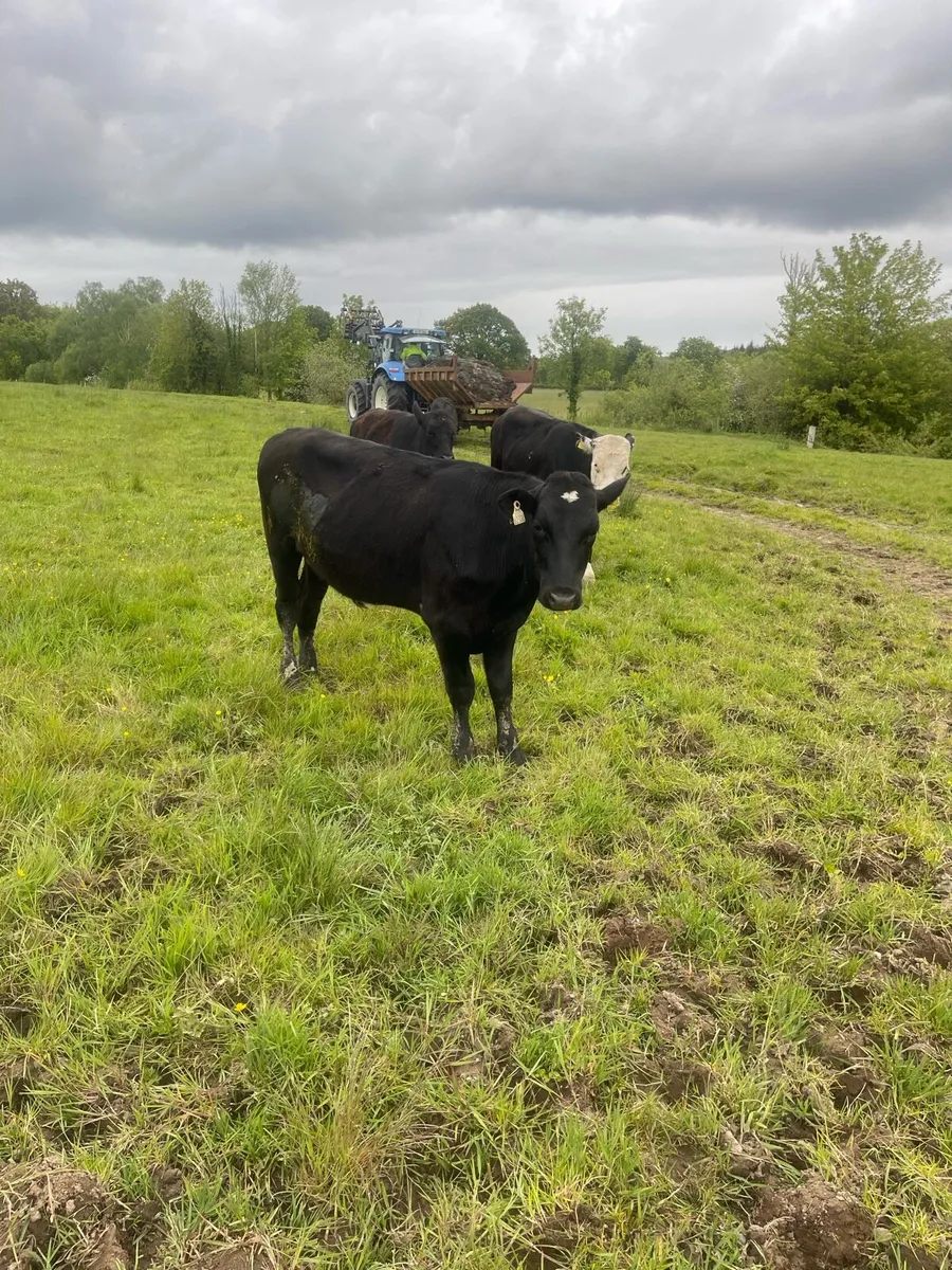 Cattle - Image 2