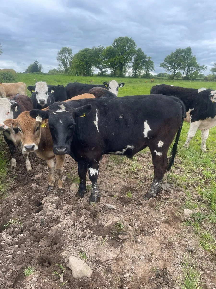 Cattle - Image 3