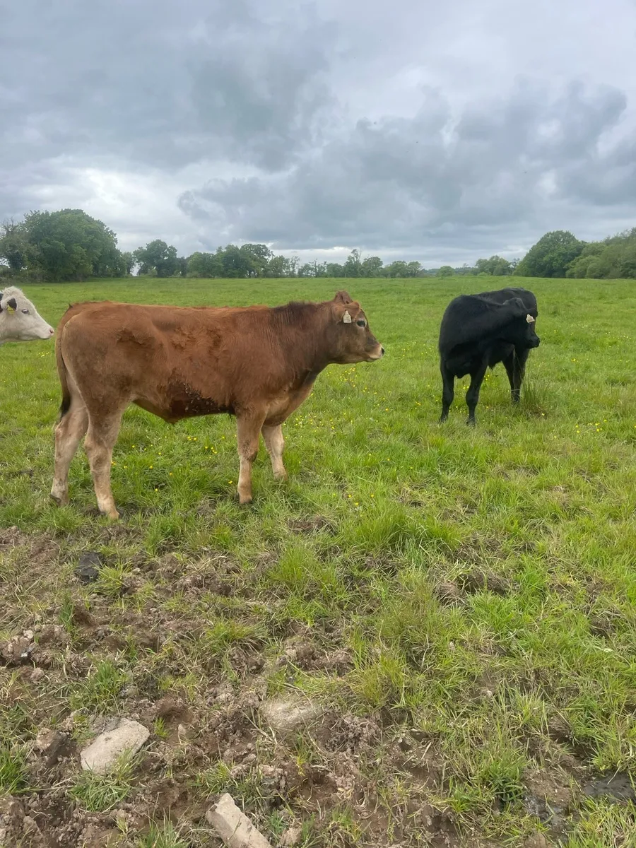 Cattle - Image 1