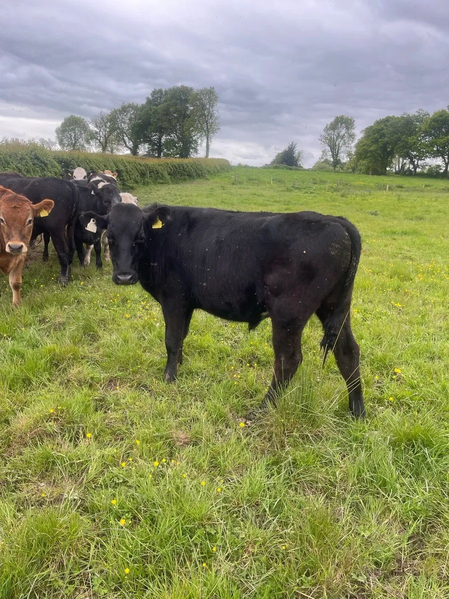 Cattle - Image 4