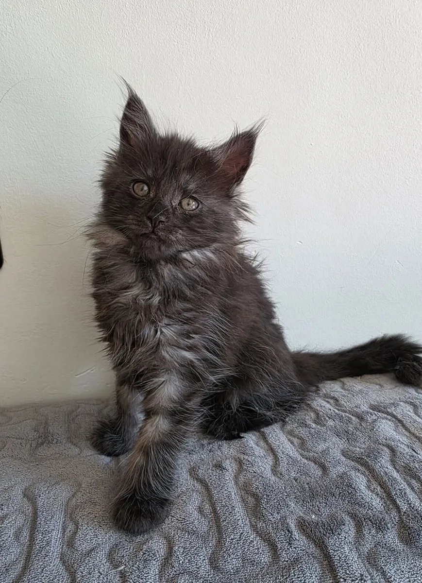 🖤 Stunning Smoky Maine Coon crossed Kitten 🐾 9w - Image 1