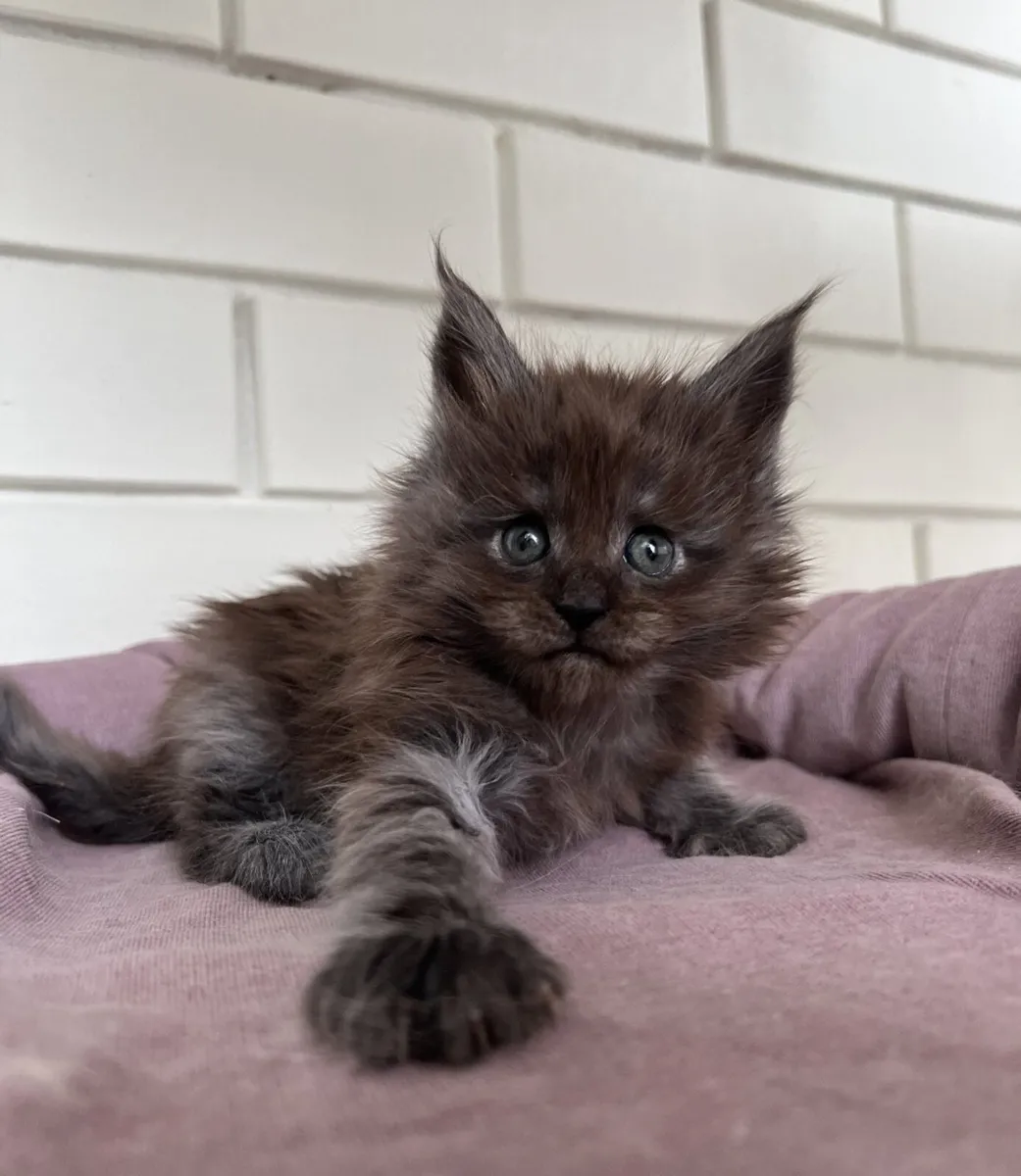 🖤 Stunning Smoky Maine Coon crossed Kitten 🐾 9w - Image 2