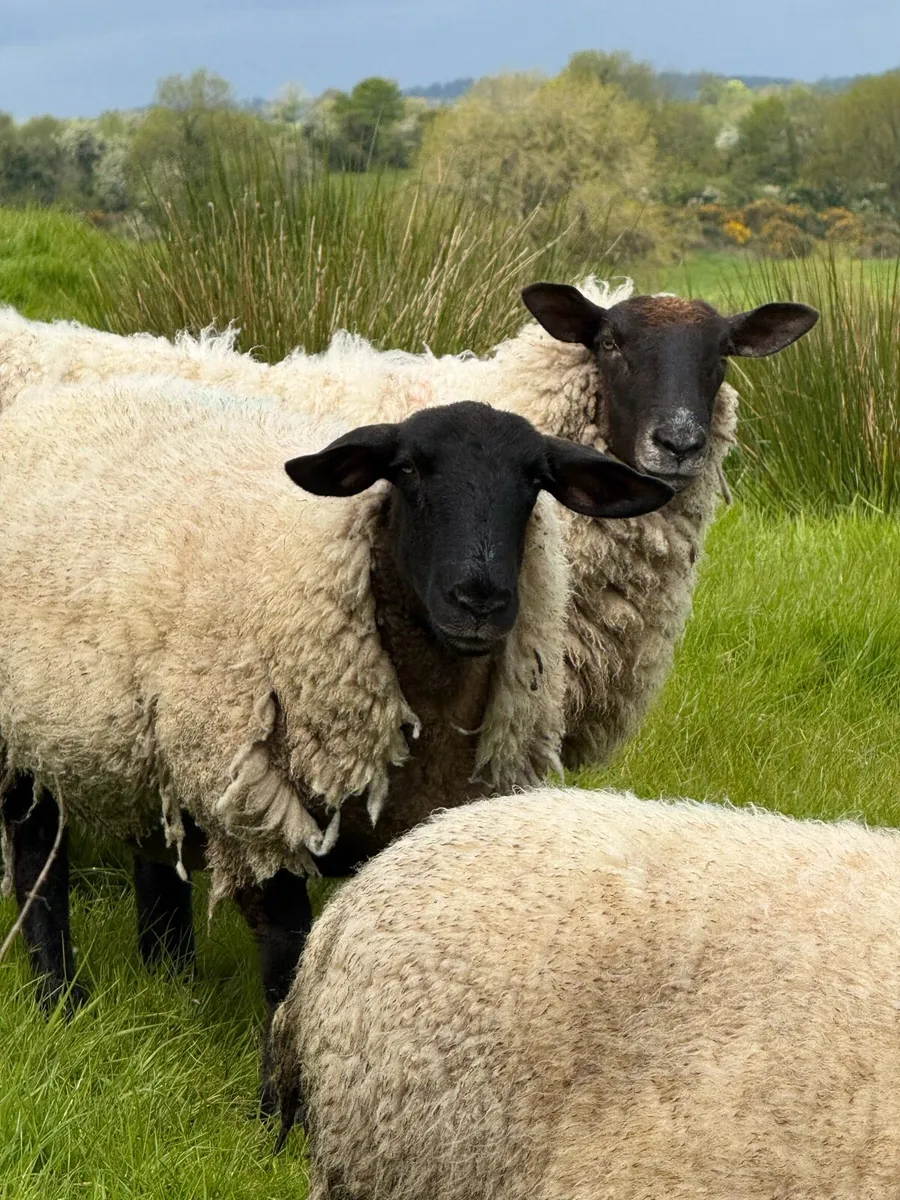 Super lambed hoggets - Image 1