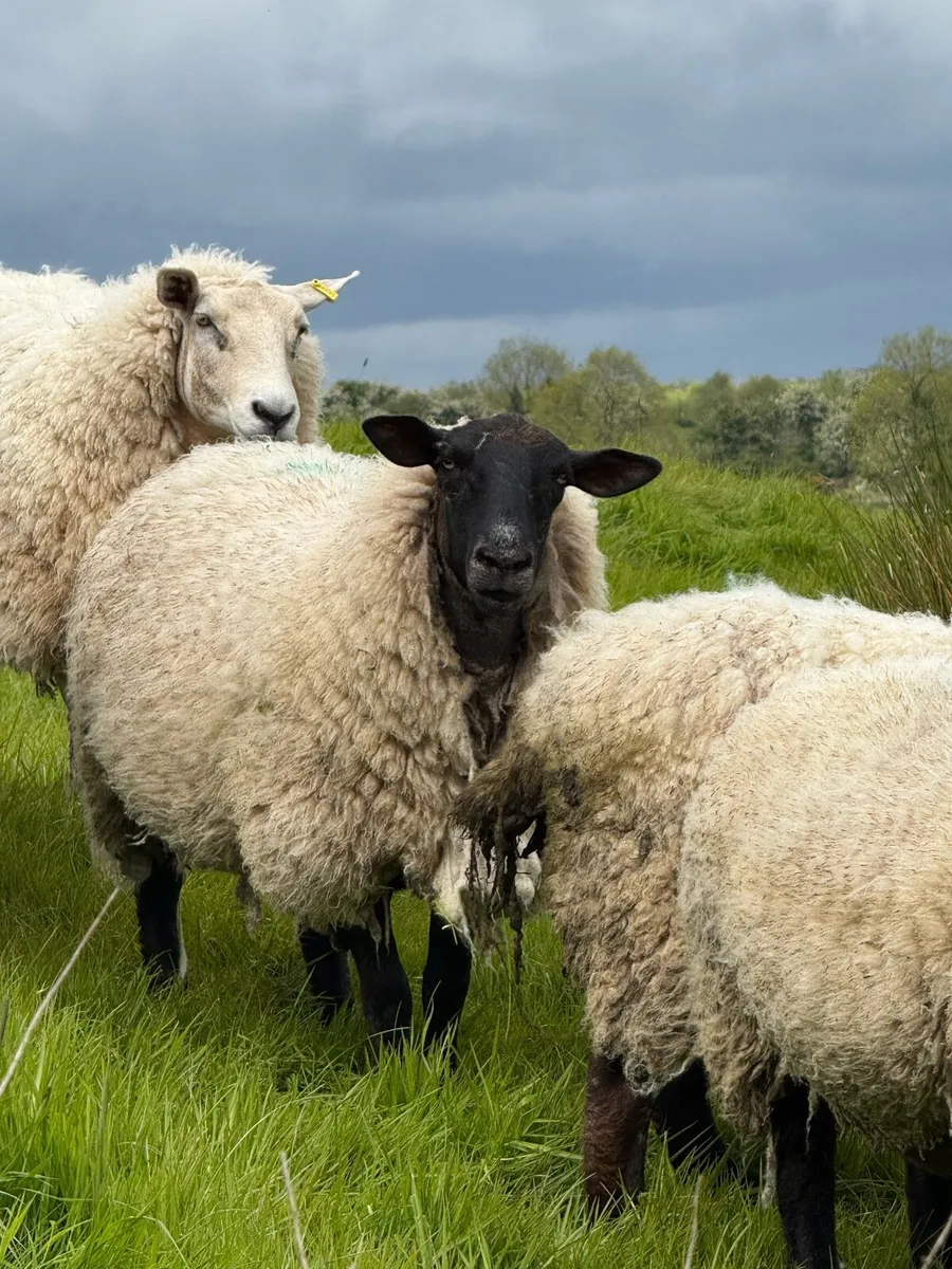 Super lambed hoggets - Image 2