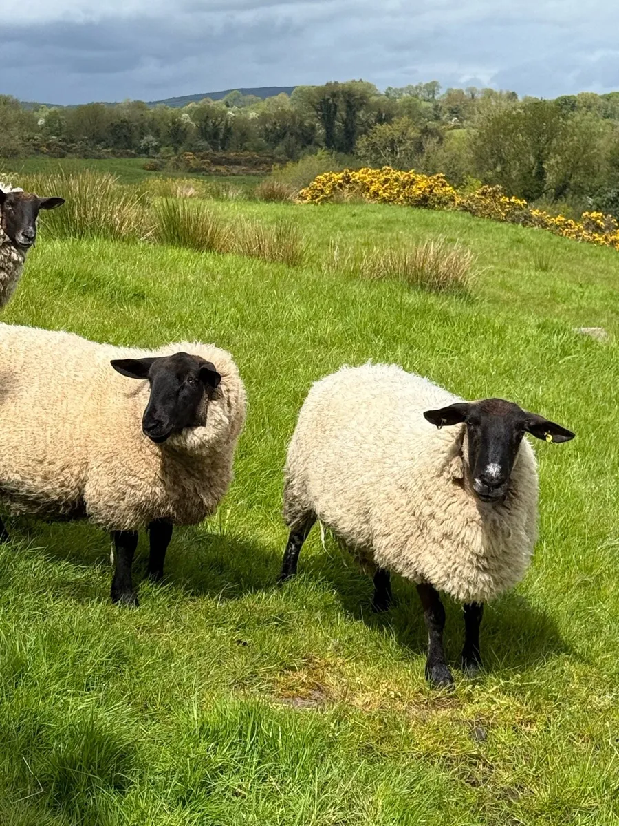 Super lambed hoggets - Image 3