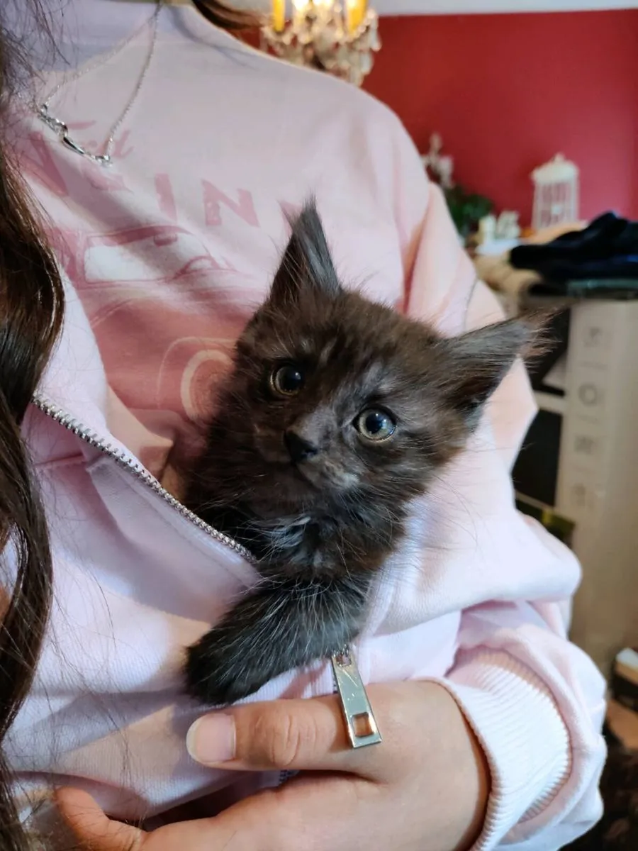 🖤 Stunning Smoky Maine Coon crossed Kitten 🐾 9w - Image 3