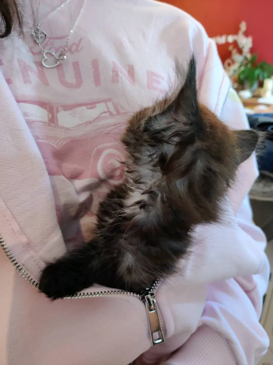 🖤 Stunning Smoky Maine Coon crossed Kitten 🐾 9w - Image 4