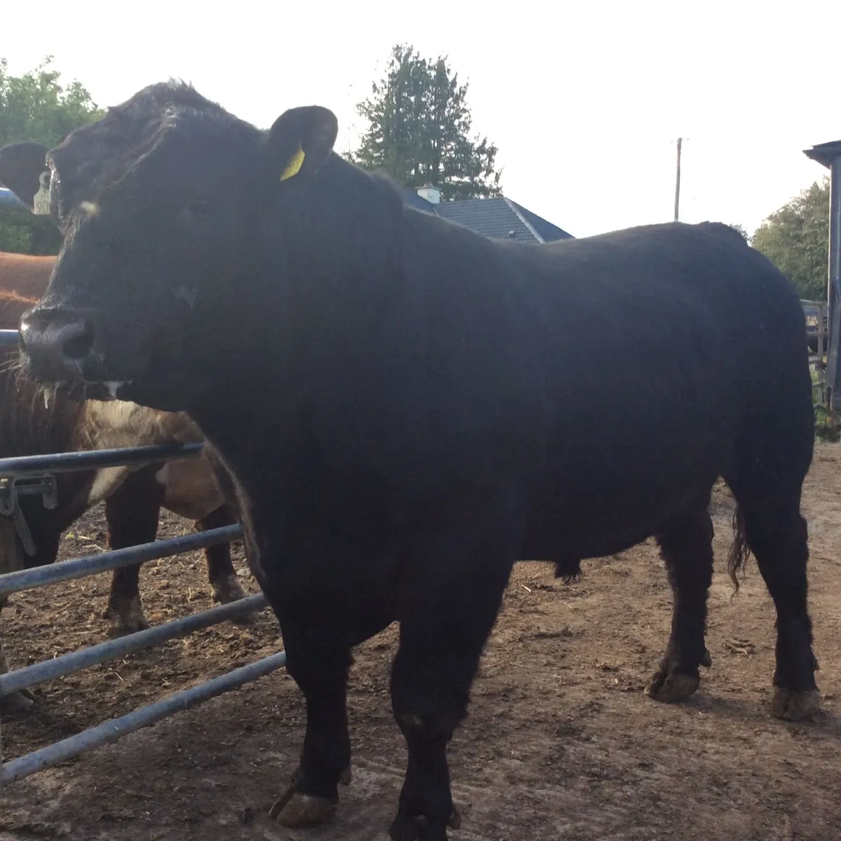 Pedigree Angus Bulls - Image 1