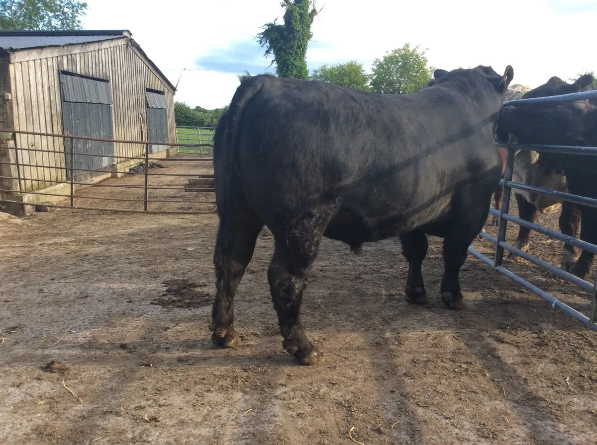 Pedigree Angus Bulls - Image 2