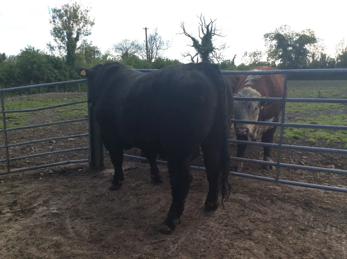 Pedigree Angus Bulls - Image 3