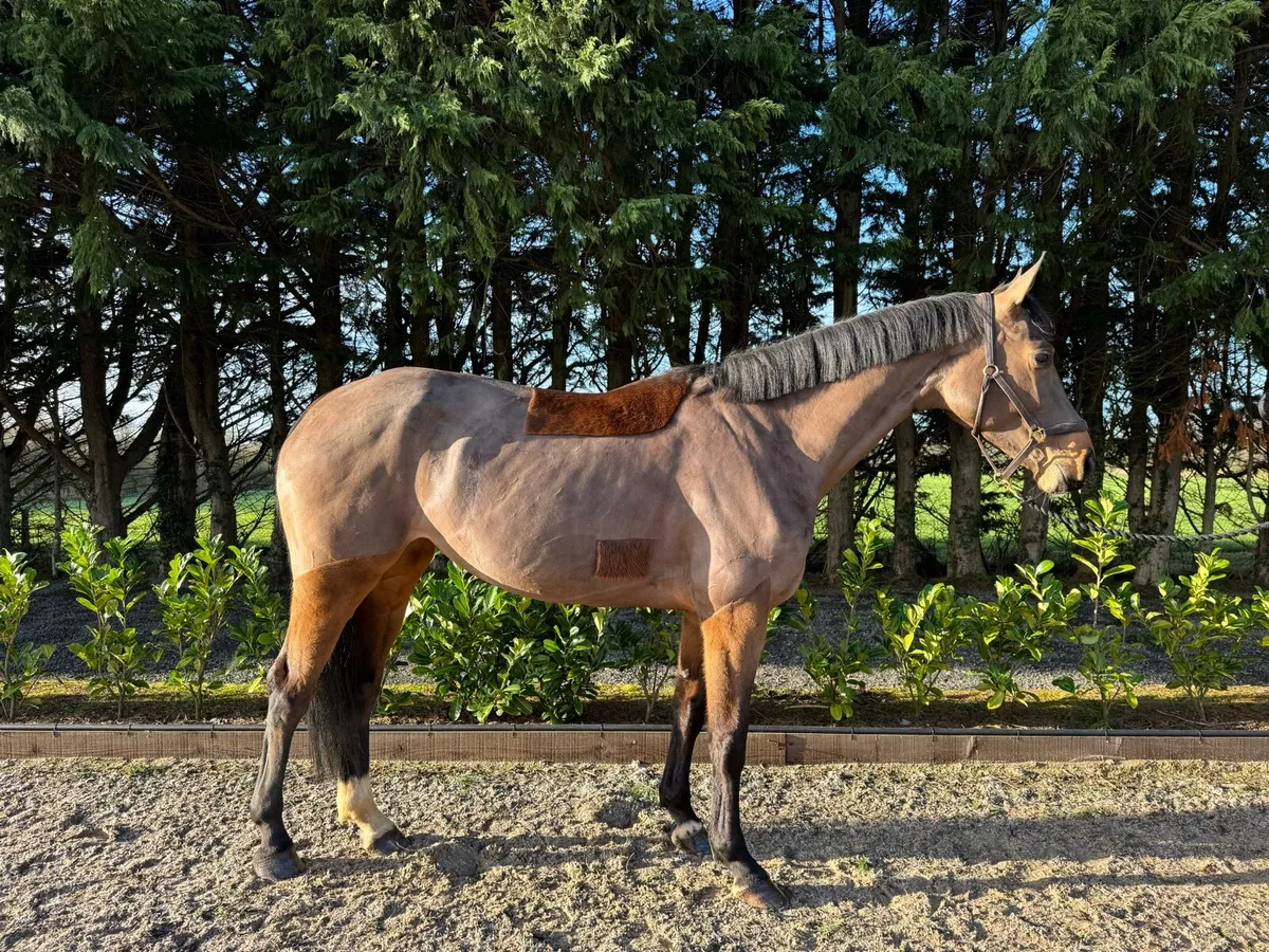 Talented 16.3 5yo Mare - Image 1