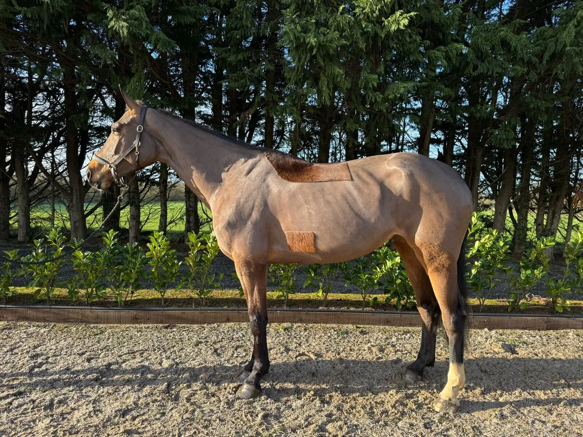 Talented 16.3 5yo Mare - Image 2