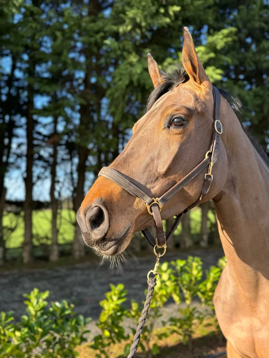 Talented 16.3 5yo Mare - Image 3