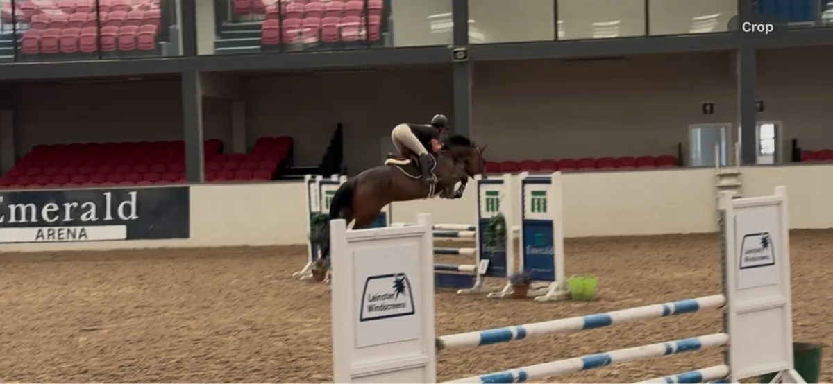 Talented 16.3 5yo Mare - Image 4