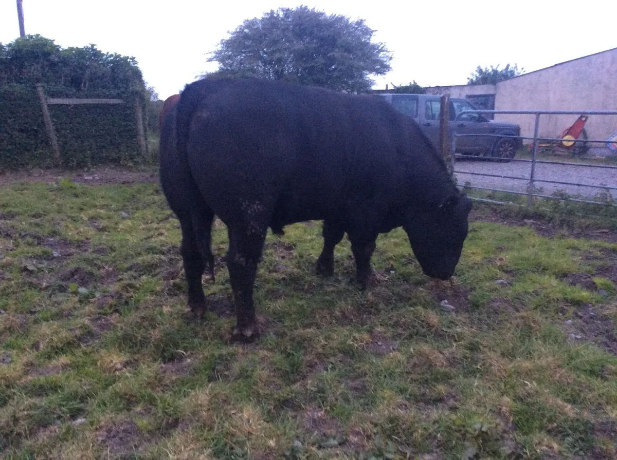 Pedigree Angus Bulls - Image 4