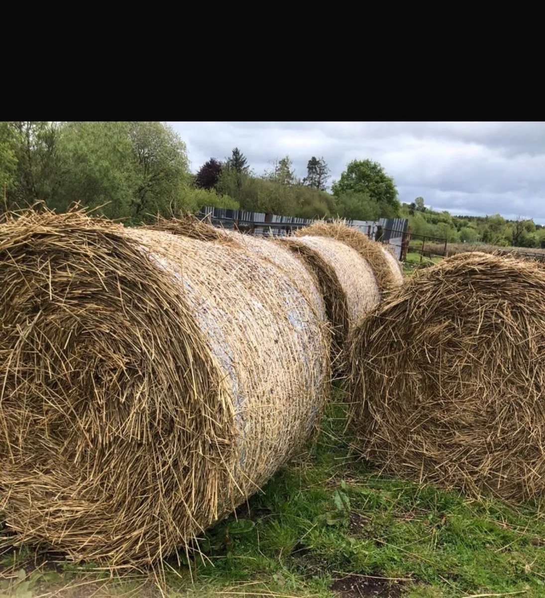 Bales of hay - Image 1